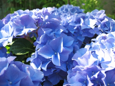 blaue Hortensie