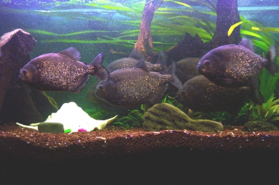Meine Piranhas