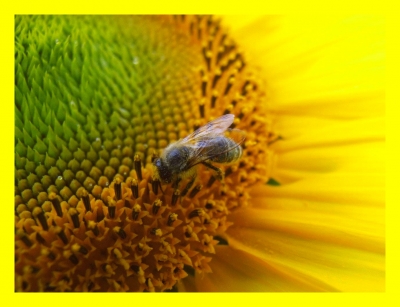 Fleißige Biene auf einer Sonnenblume