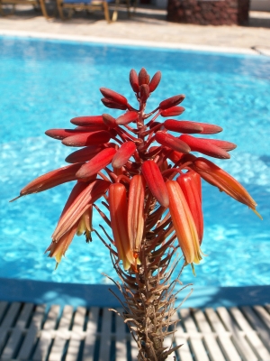 Blüte einer Aloe am Pool