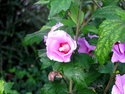 Hibiscus nach Regen