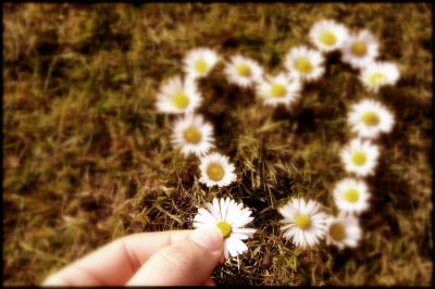 Gänseblümchen..