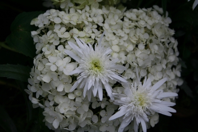 weiße Blüten 1
