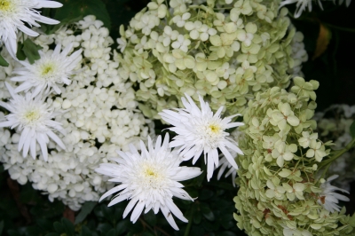 weiße Blüten 2