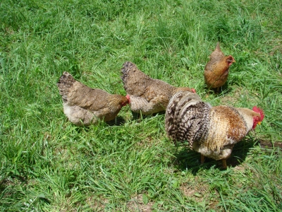 Glückliche Hühner!