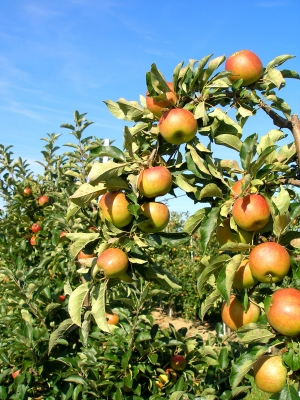 Äpfel vor der Ernte