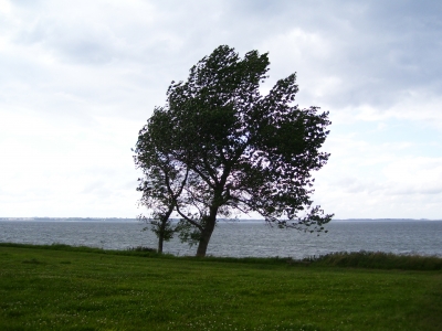 Baum am Meer