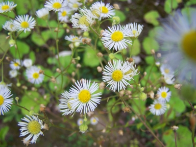 Weiße Blumen