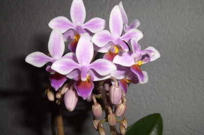 Orchidee pink weiß