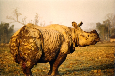 Panzernashorn Nr. 2