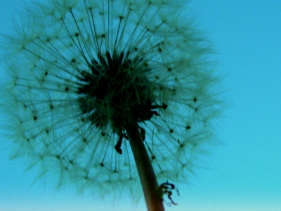 "Pusteblume"