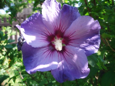 Hibiskus