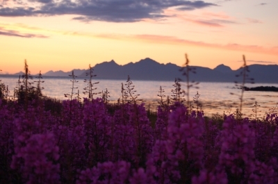 Lofoten