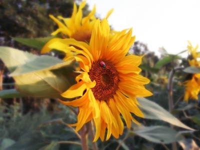Sonnenblume mit Marienkäfer
