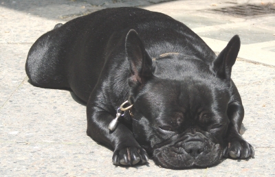schwarze Minibulldogge