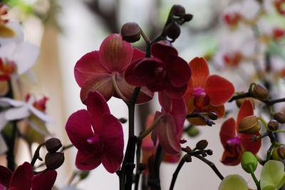 Orchideen machen Farbe