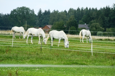 Pferde auf der Koppel