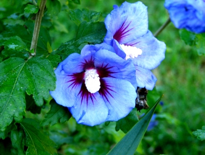 Hibiscus - blau