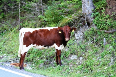 Auf der Strasse nach Zauchensee