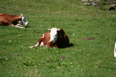 eine Kuh