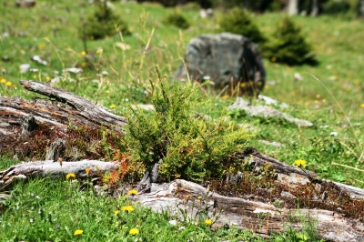 Pflanzen auf der Alm