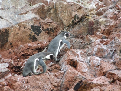 Humboldt Pinguine