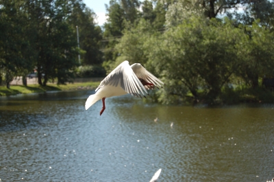 Möwe im Flug