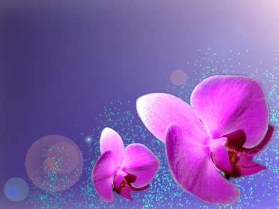 Zauberhafte  Orchideen