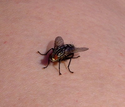 Fliege auf der Haut