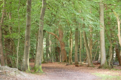 Waldspaziergang