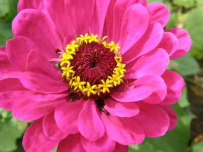Blume aus Rosis Garten