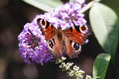 Schmetterling