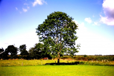 Baum in der Landschaft