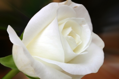 Weißer Blütentraum