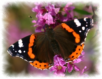 Schmetterlinge, wohl eine der schönsten Launen der Natur