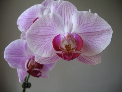 Gestreifte orchidee