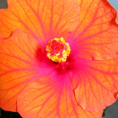 Orangefarbene Hibiskusblüte