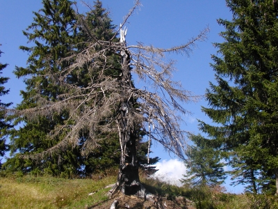 verbrannter Baum