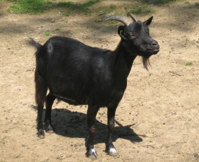 Ziege im Tierpark