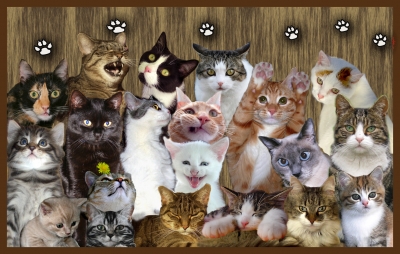 Gruppenbild mit Katzen