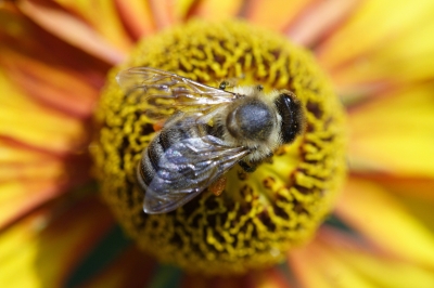 Fleissige Bienen...