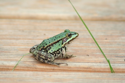 Frosch auf Steg