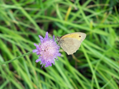 Schmetterling