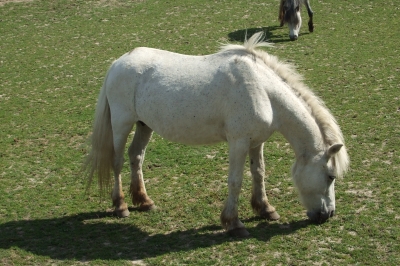 Weisses Pony