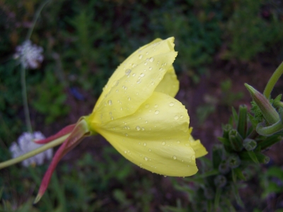 Gelbe Blume im Regen