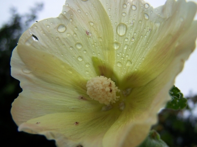 Blüte im Regen2