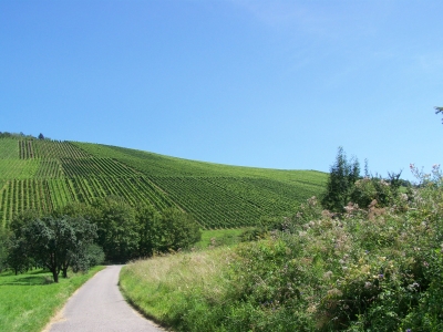 Landschaft Weinberge