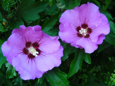 Hibiskus - violett