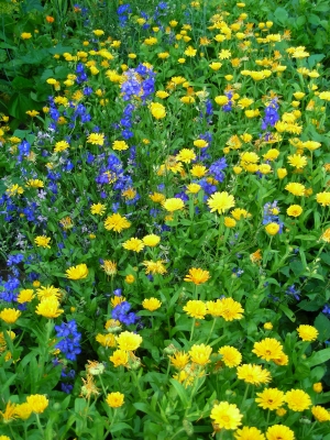 Blumenbeet blau-gelb