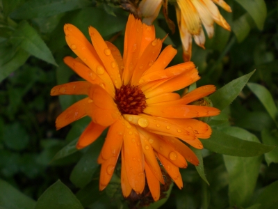 Orangene Blume